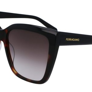 black-tortoise-7