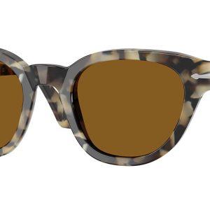 brown-tortoise